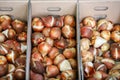 Tulip bulbs ready for planting, background. Royalty Free Stock Photo