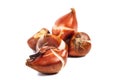 tulip bulbs ready for planting close-up on a white background Royalty Free Stock Photo