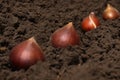 Tulip bulbs in soil. Planting tulip bulbs in the ground in the fall in your garden. The concept of gardening, truck farming, dacha Royalty Free Stock Photo