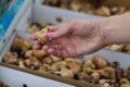 Tulip bulbs are stored in boxes prepared for planting