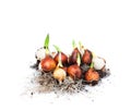 Tulip bulbs on white background Royalty Free Stock Photo