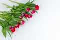 Tulip bunch isolated on white background