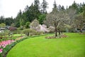 Tulip in the Butchart Gardens. Victoria BC.