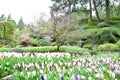 Tulip in the Butchart Gardens. Victoria BC.