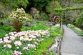 Tulip in the Butchart Gardens. Victoria BC. Royalty Free Stock Photo