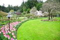 Tulip in the Butchart Gardens. Victoria BC. Royalty Free Stock Photo