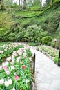 Tulip in the Butchart Gardens. Victoria BC.