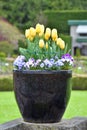 Tulip in the Butchart Gardens. Victoria BC.