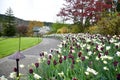 Tulip in the Butchart Gardens. Victoria BC. Royalty Free Stock Photo