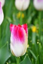 Tulip in the Butchart Gardens. Victoria BC. Royalty Free Stock Photo