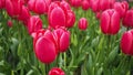 Tulip called rosy delight or mariette in pink color Royalty Free Stock Photo