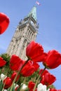 Tulip at the Canadian Parliament. Royalty Free Stock Photo