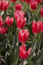 Tulip Candy Apple Delight, red and white flowers in spring