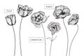 Tulip, Carnation and Poppy flowers drawing and sketch with line-art on white backgrounds. Royalty Free Stock Photo