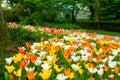 Tulip carpet Royalty Free Stock Photo