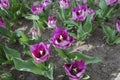 Tulip Carre Triumph Group grown in the park.