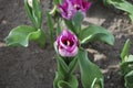 Tulip Carre Triumph Group grown in the park.