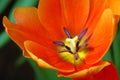 Tulip close up Royalty Free Stock Photo