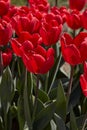 Tulip Cherry Delight, red flowers in spring sunlight Royalty Free Stock Photo