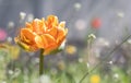 Tulip Cilesta, spring flowers on a sunny day. Tulipa, Liliaceae. Red-yellow terry tulips Double Early bloom in the garden. Royalty Free Stock Photo