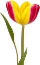 Tulip Clipart. A Cute Tulip Flower Icon. AI-Generated.