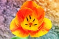 Tulip is close. Petals of a beautiful flower Royalty Free Stock Photo