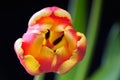 Tulip close-up Royalty Free Stock Photo