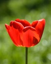 Tulip close up and blurred green background. Bright red tulip and natural blurry background. Garden spring flowers. Royalty Free Stock Photo