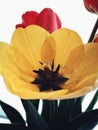 Yellow tulip on white background