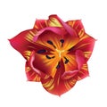 Tulip close up. Vector art. Love concept for wedding invitations, cards, tickets, congratulations, branding, boutique