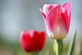 Tulip Closeup Royalty Free Stock Photo