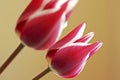Tulip Closeup Royalty Free Stock Photo