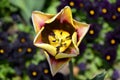 Tulip closeup from above, trigonometric petals and beauty colors