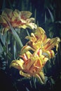 Tulip CloseUp, Birght Yellow Red Petals