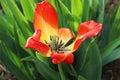 Tulip closeup