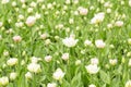 Tulip. Closeup view of fresh beautiful tulips on field, space for text. Blooming spring flowers. Royalty Free Stock Photo