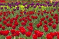 Tulip. Closeup view of fresh beautiful tulips on field, space for text. Blooming spring flowers. Royalty Free Stock Photo