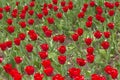 Tulip. Closeup view of fresh beautiful tulips on field, space for text. Blooming spring flowers. Royalty Free Stock Photo