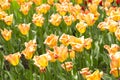 Tulip. Closeup view of fresh beautiful tulips on field, space for text. Blooming spring flowers. Royalty Free Stock Photo