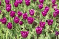 Tulip. Closeup view of fresh beautiful tulips on field, space for text. Blooming spring flowers. Royalty Free Stock Photo