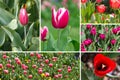 Tulip collage Royalty Free Stock Photo