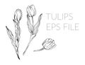 Tulip colorful black and white ink art