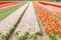 Tulip colorful blossom flowers cultivation field in spring. Keukenhof, Holland or Netherlands, Europe