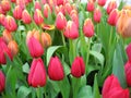 Tulip colorful flower Royalty Free Stock Photo