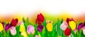 Tulip colorful flower panoramic border on white Royalty Free Stock Photo