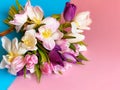 Tulip colorful flowers festive bouquet floral on white pink blue background , valentines day or women day on best wishes love qu