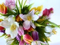 Tulip colorful flowers festive bouquet floral on white pink blue background , valentines day or women day on best wishes love qu