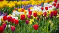 Tulip colorful flowers garden in spring background