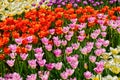 Garden bed with colorful tulips. Royalty Free Stock Photo