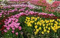 Garden bed with colorful tulips. Royalty Free Stock Photo